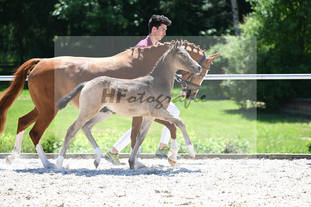 Kat-Nr. 22 HF Gold Garant_Koller_16230593 | hf-fotografie - Realisiert mit Pictrs.com