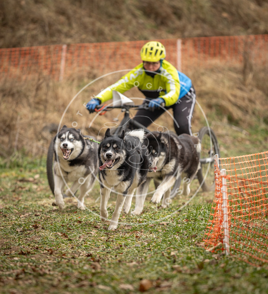 Pfotenfotografie_DV3A8581 | Hundefotografie, Tierfotograf, Pfotenfotografie, Fotoshooting Hund, Hunde Portrait, Hundesport, Hundeportraits, Heideshooting, Hunde, Sportfotograf, Hundefotograf, Turnierhundsport, THS,  - Realisiert mit Pictrs.com