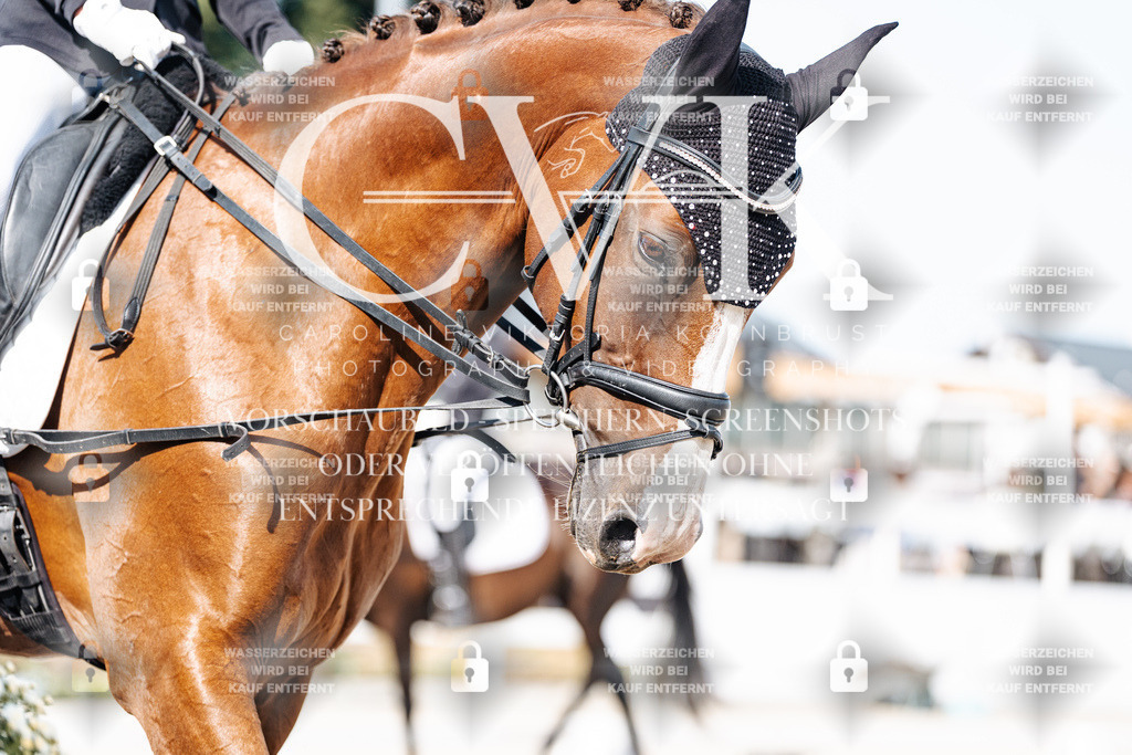 CK905648 | Turnierfotografie Pferdefotografie Trier Rheinland-Pfalz Pferdesport Reitsport Tierfotografie Sportfotografie Pferdevideo Pferdevideografie Equestrianvideography equestrianphotography  - Realisiert mit Pictrs.com