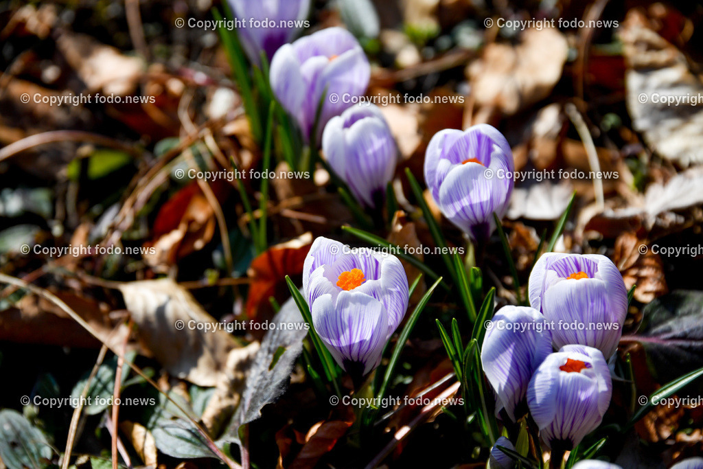 Botanischer Garten_ Friedrich Schwarz_ 08.03.2022-12 | 08.03.2022, Linz, AUT, Botanischer Garten Linz, im Bild Krokuss
