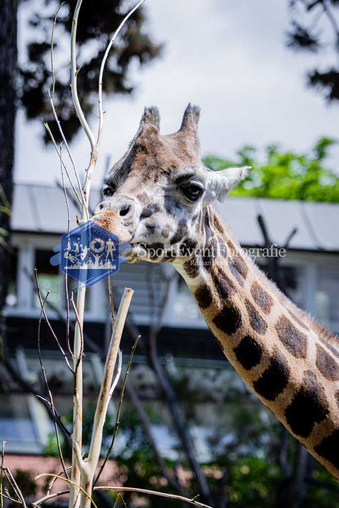 IMG_6244 | SportEventFotografie - Roman Stoiber