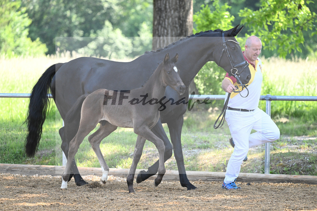 Kat-Nr. 8 HF DSP Feliciano_Weyer_14230196 | hf-fotografie - Realisiert mit Pictrs.com