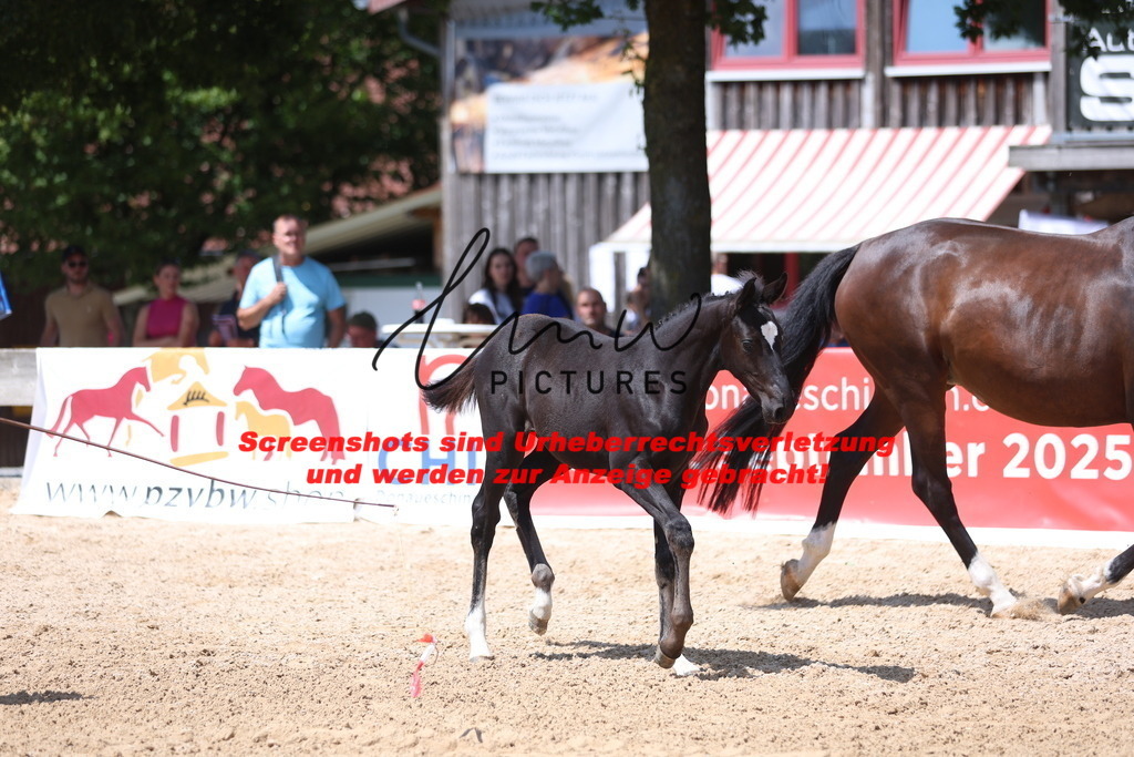 Fohlenschau_Schwäbisch_Hall_springbetonte_Fohlen_KN 34_4 | lmwpictures - Realisiert mit Pictrs.com