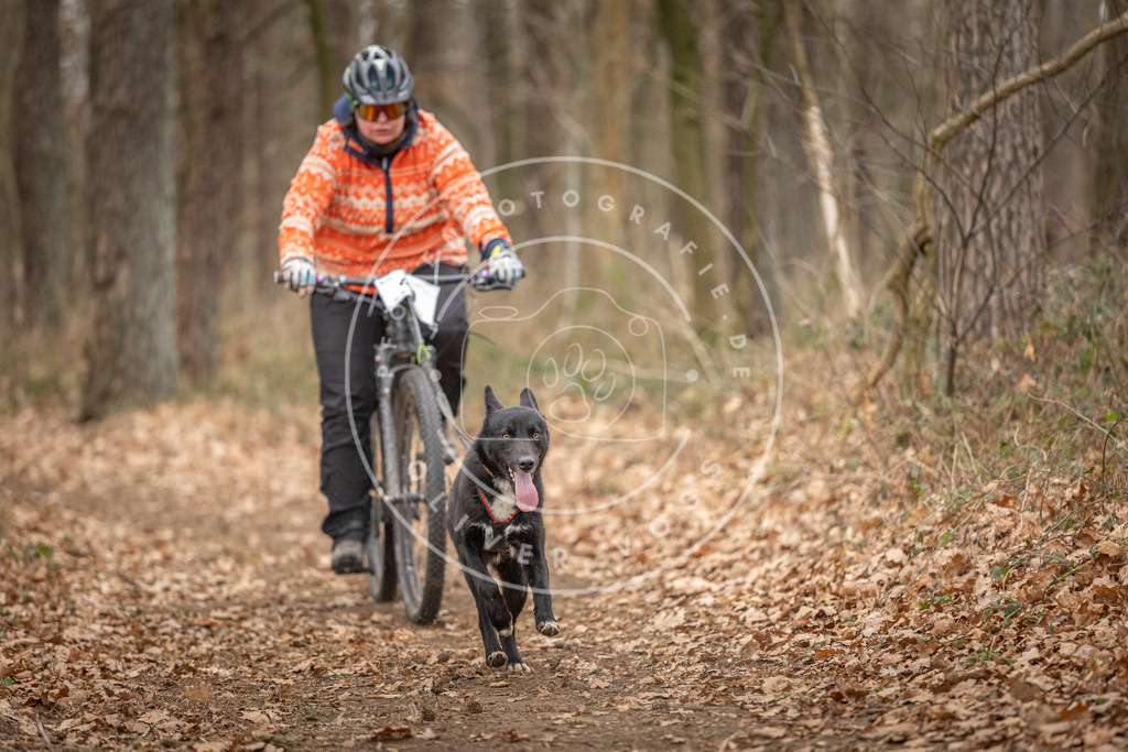 Pfotenfotografie_DV3A0340 | Hundefotografie, Tierfotograf, Pfotenfotografie, Fotoshooting Hund, Hunde Portrait, Hundesport, Hundeportraits, Heideshooting, Hunde, Sportfotograf, Hundefotograf, Turnierhundsport, THS,  - Realisiert mit Pictrs.com