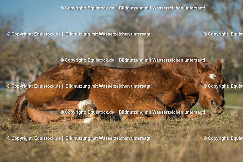 20151214_TOMsPiC_0352 | equistock