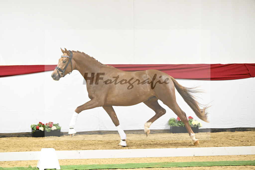 Kat-Nr. 8 v. Viva Gold_Limbecker_63220261 | hf-fotografie - Realisiert mit Pictrs.com