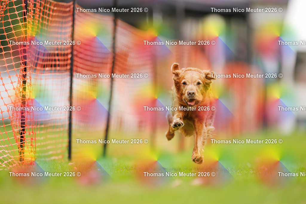 Thomas_Nico_Meuter(C)_12. September 2026_223A2017 | Bild von Thomas Nico Meuter - Realisiert mit Pictrs.com