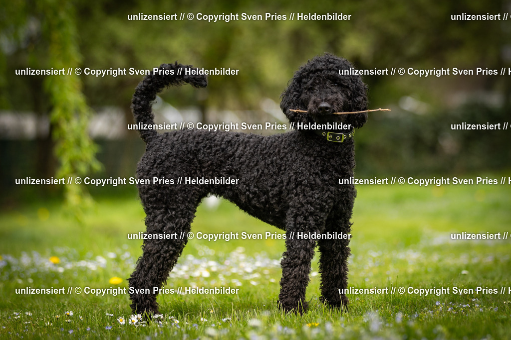 Sven Pries | 2025-04-13 - Hunderennen Baden-Baden - Realisiert mit Pictrs.com