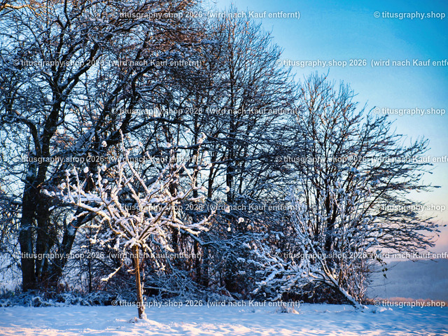 phototitusgraphy Winterimpressionen-Edition 001 | Fotokunstarbeit aus der INSTAGRAM-Gallerie auf titusgraphy.eu - Realisiert mit Pictrs.com