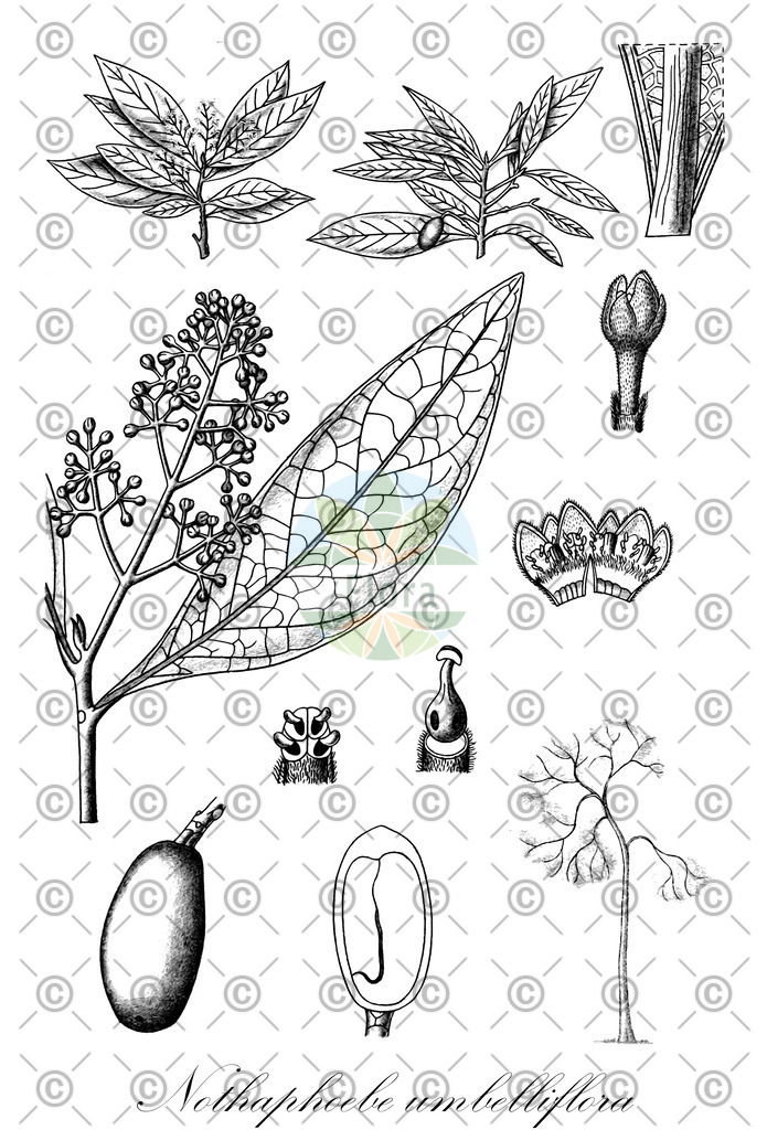 HistAbb_wfo-0000381306_1_ENZY_Simple | Historische Abbildung von Nothaphoebe umbelliflora - Lauraceae | Historical Illustration of Nothaphoebe umbelliflora - Lauraceae