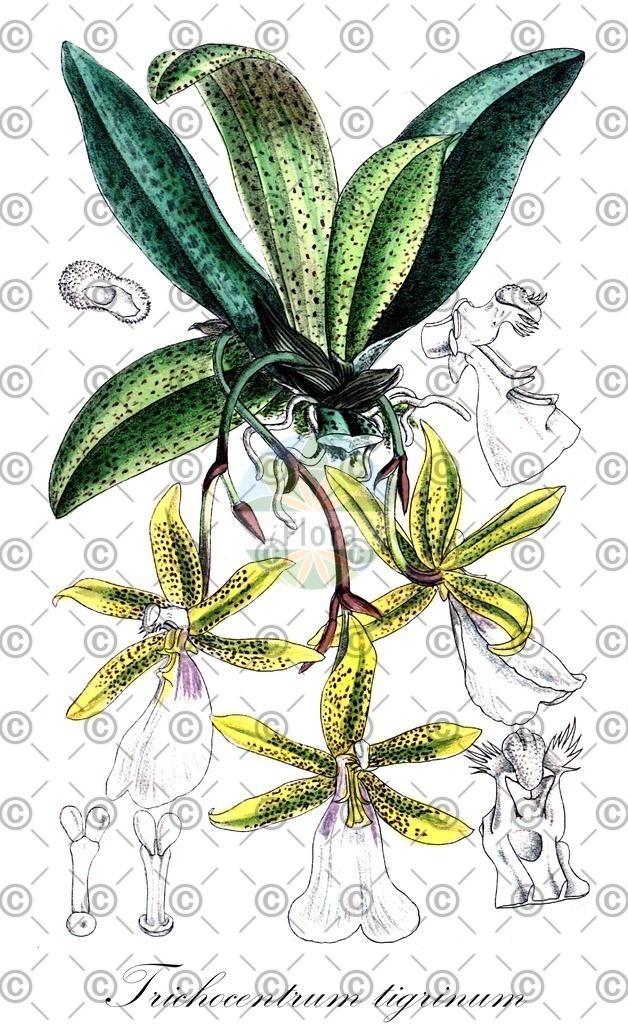 HistAbb_wfo-0000327514_1_ENZY_Simple | Historische Abbildung von Trichocentrum tigrinum - Orchidaceae | Historical Illustration of Trichocentrum tigrinum - Orchidaceae