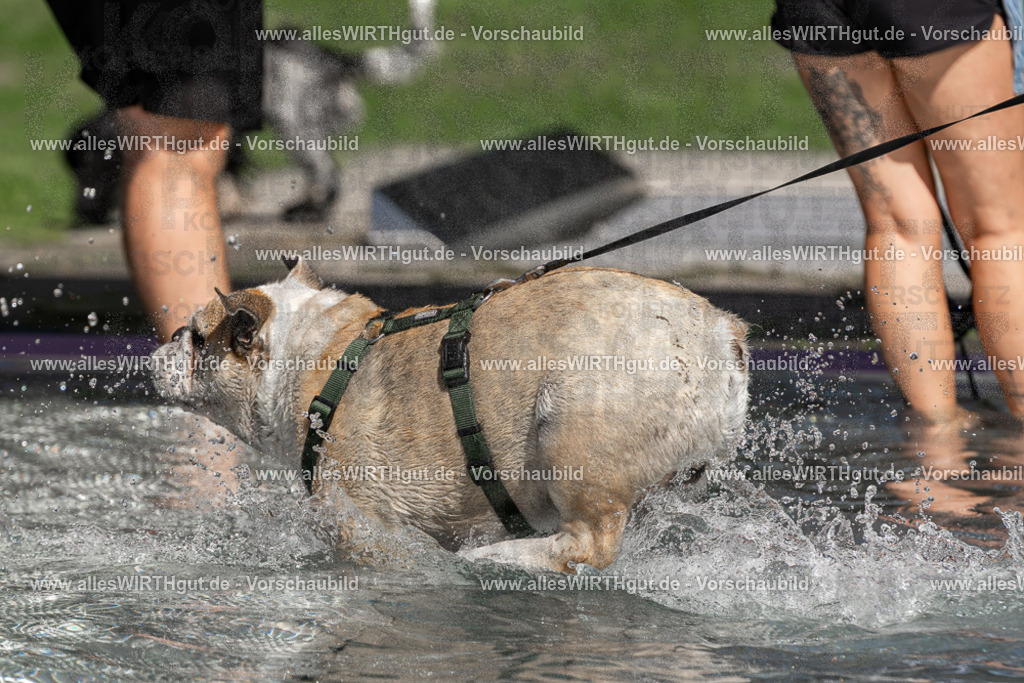 Hundeschwimmen_Volksbad_2026-allesWIRTHgut_Tierfotografie-2609061303-FAY06648 | Professionelle Tierfotografie in Mönchengladbach von Daniel Wirth (allesWIRTHgut). Liebevolle & natürliche Bilder von Hunden & Katzen für unvergessliche Erinnerungen.