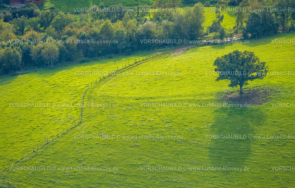 Siegen230912051 | Luftbild, Grüner Baum auf einer Wiese mit Zaun, Langenholdinghausen, Siegen, Siegerland, Nordrhein-Westfalen, Deutschland