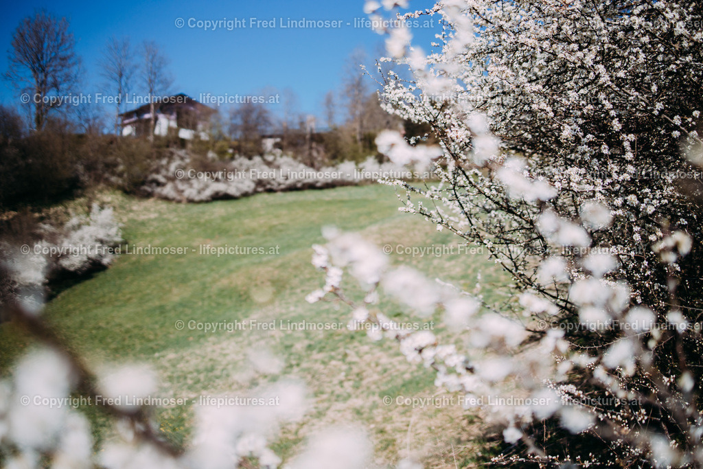 Schlehenblute Mariazell 22042020-29145 | Fotos und Fotoprodukte - Realisiert mit Pictrs.com