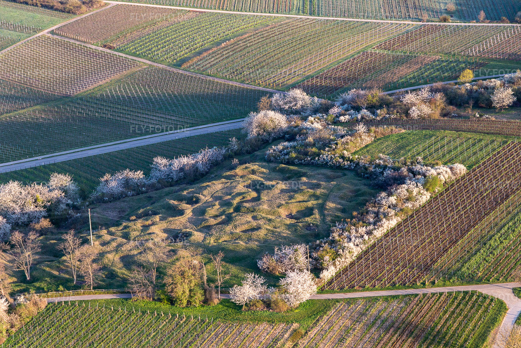Luftbild: Naturschutzgebiet Kleine Kalmit mt blühenden Frühlingssträuchern im Ortsteil Arzheim in Landau im Bundesland Rheinland-Pfalz in Deutschland. Foto: IMG_126240.jpg vom 04.04.2021 durch Werner Riehm/FLY-FOTO.de