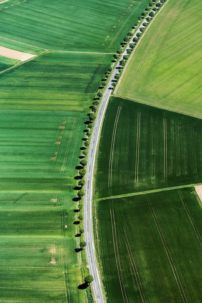 dr__dsc9705.jpg | ASPISHEIM 08.05.2018 Baumreihe an einer Landstraße an einem Feldrand in Aspisheim im Bundesland Rheinland-Pfalz, Deutschland. // Row of trees on a country road on a field edge in Aspisheim in the state Rhineland-Palatinate, Germany. Foto: Daniel Reiter