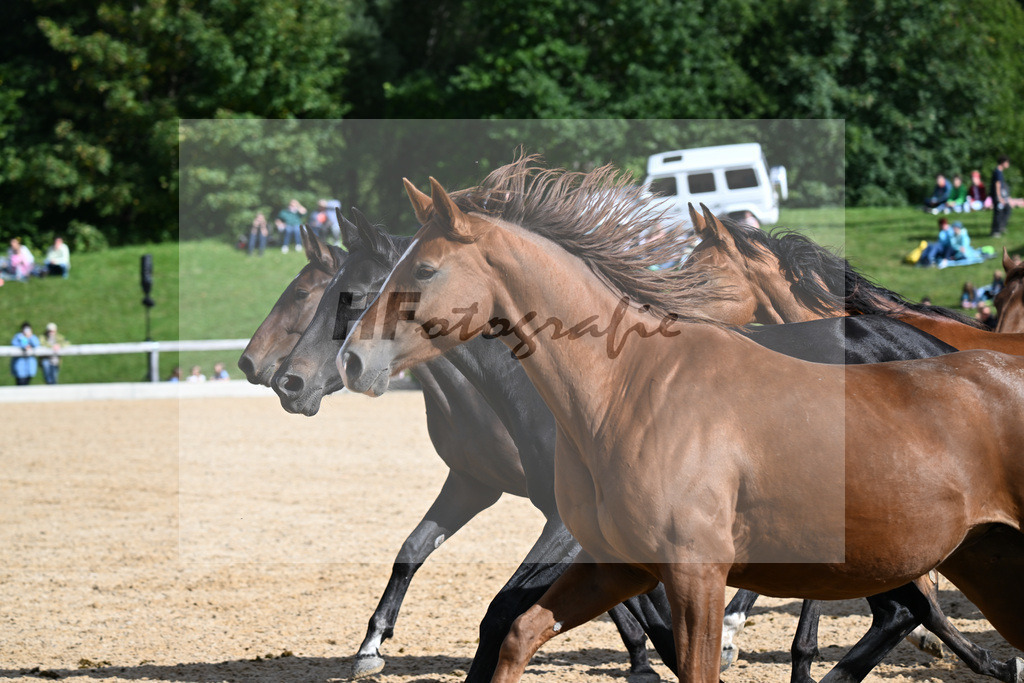 Herde_34252131 | hf-fotografie - Realisiert mit Pictrs.com