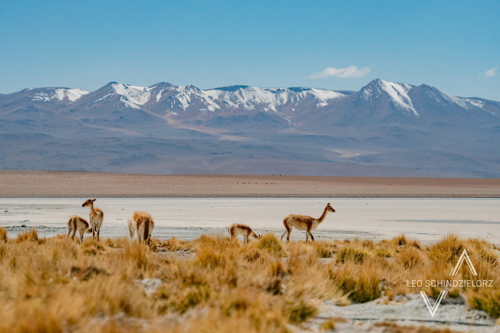 10_Fotografie_Leo_Schindzielorz_BOL_Uyuni_20240414__A650092_org | Atmosphärische Landschaftsbilder & Drohnenaufnahmen aus dem Allgäu, Tirol, Südtirol & der Schweiz – ideal für Leinwanddrucke & zur stilvollen Raumgestaltung. - Realisiert mit Pictrs.com