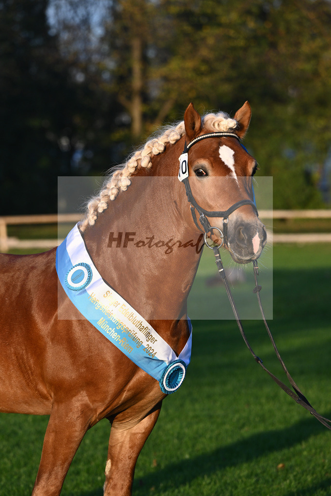 Kat-Nr. 10 Napoleon Bonaparte_Blum_44241234 | hf-fotografie - Realisiert mit Pictrs.com