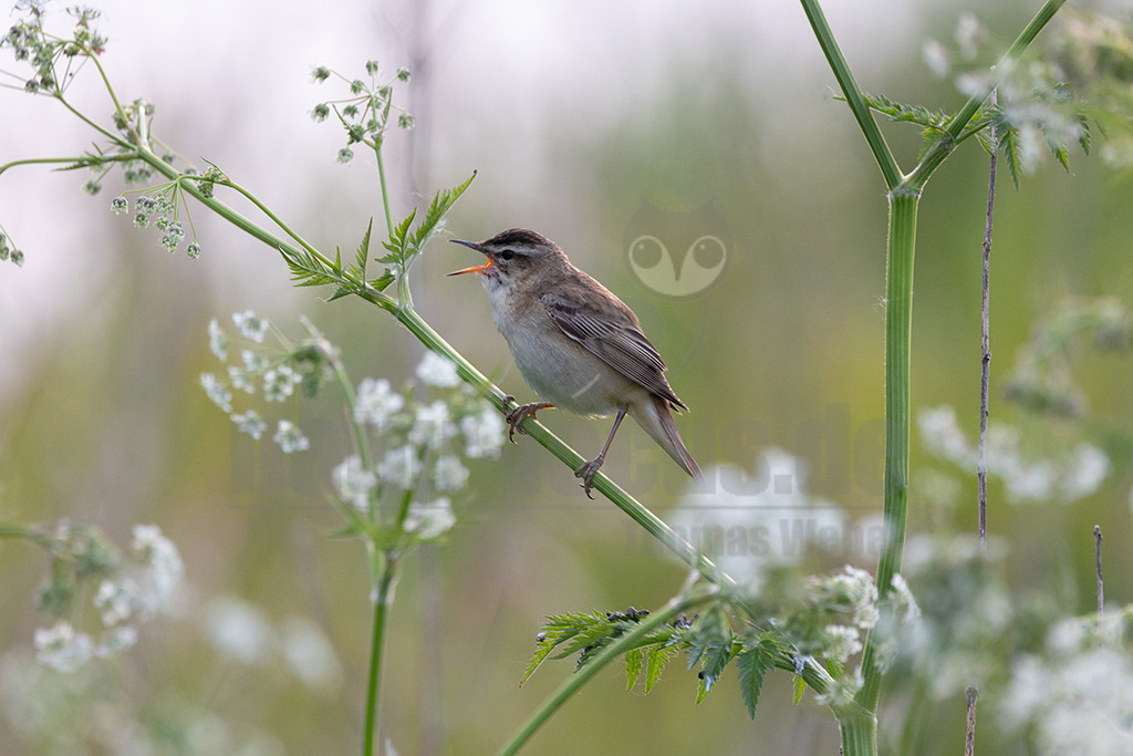 R6NF5511-20230514 | Beim Spaziergang durch dichte Schilfgürtel hört und sieht man den kleinen Rohrsänger in ganz Nord- und Mitteleuropa. Er gehört zur typischen Avifauna von vegetationsreichen Feuchtgebieten und ist zudem lebhaft und wenig scheu. - Realisiert mit Pictrs.com