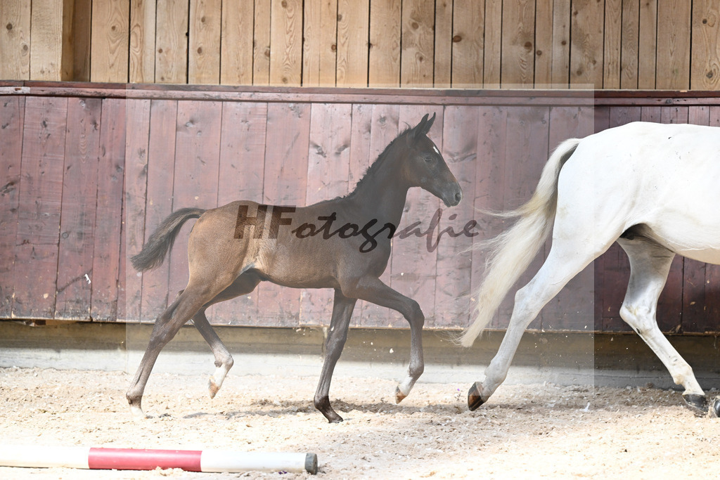 Kat-Nr. 25 HF Dynamic Dream x Serano Gold_Lommel_32240256 | hf-fotografie - Realisiert mit Pictrs.com