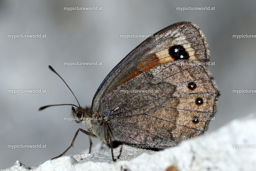 Erebia stirius-007 | Das Bilderarchiv über Tiere, Planzen und Landschaften. In der Bilddatenbank finden Sie ein große Auswahl an hochwertigen Bilder für Ihre Werbung - Realized with Pictrs.com