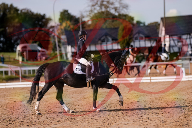 2026_10_03_Siefer-Hof_121612_Z81_19084049 | Professionelle Reitsport-, Turnier- und Eventfotografie von Robert Broda. Galerien mit ausgewählten und bearbeiteten Bildern direkt online ansehen und bestellen.
