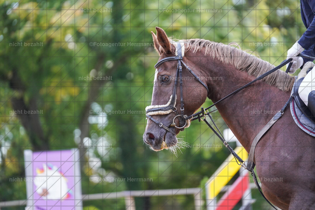 20221009-FAH08299 | Diessen am Ammersee, 2022, Dressur- und Springturnier, Reitsportbilder, Turnierfotografen Bayern, Pferdefotografen, Fotoagentur Herrmann, Turnierbilder