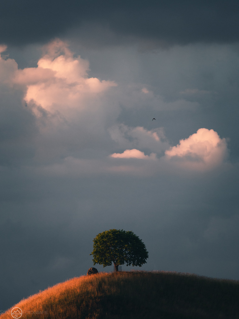 Solitär | Sie fasziniert die Schweizer Natur und Bergwelt genau so wie mich? Auf www.steg-fotografie.ch findest du sicher ein passendes Bild von Landschaften, Tieren oder dem Nachthimmel für deine Wohnung. Jetzt als Wandbild, Abzug, Karte oder Download bestellen. - Realisiert mit Pictrs.com