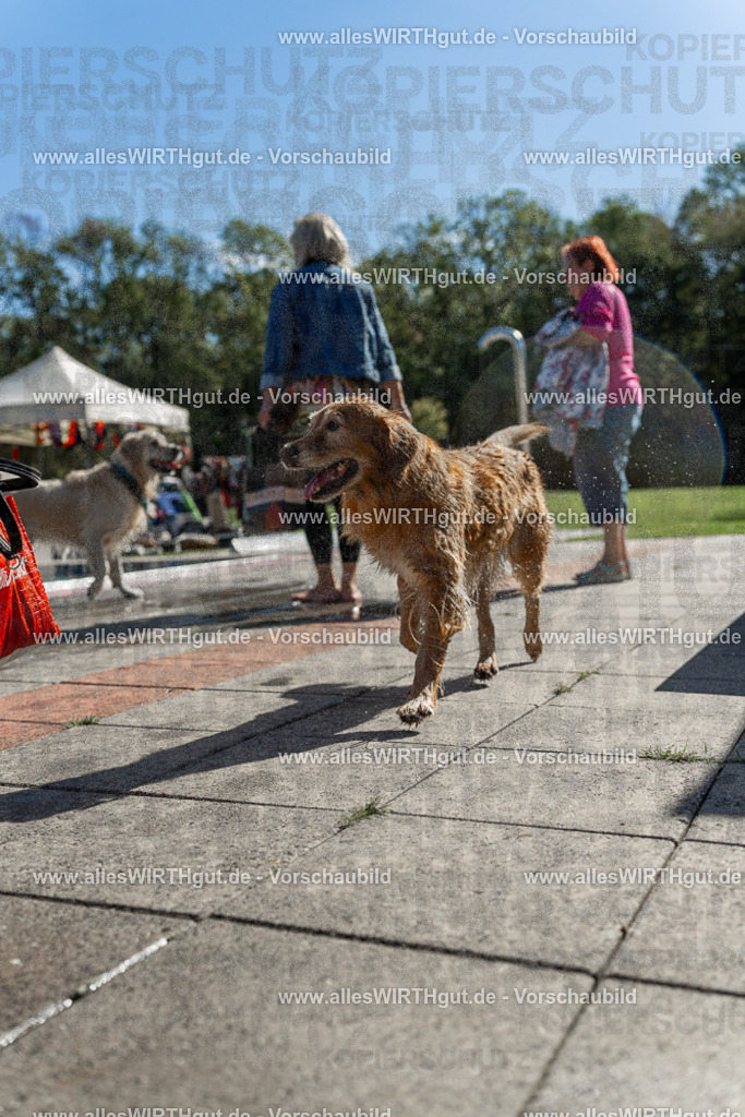 Hundeschwimmen_Volksbad_2026-allesWIRTHgut_Tierfotografie-2609061100-101027-7R509314 | Professionelle Tierfotografie in Mönchengladbach von Daniel Wirth (allesWIRTHgut). Liebevolle & natürliche Bilder von Hunden & Katzen für unvergessliche Erinnerungen.