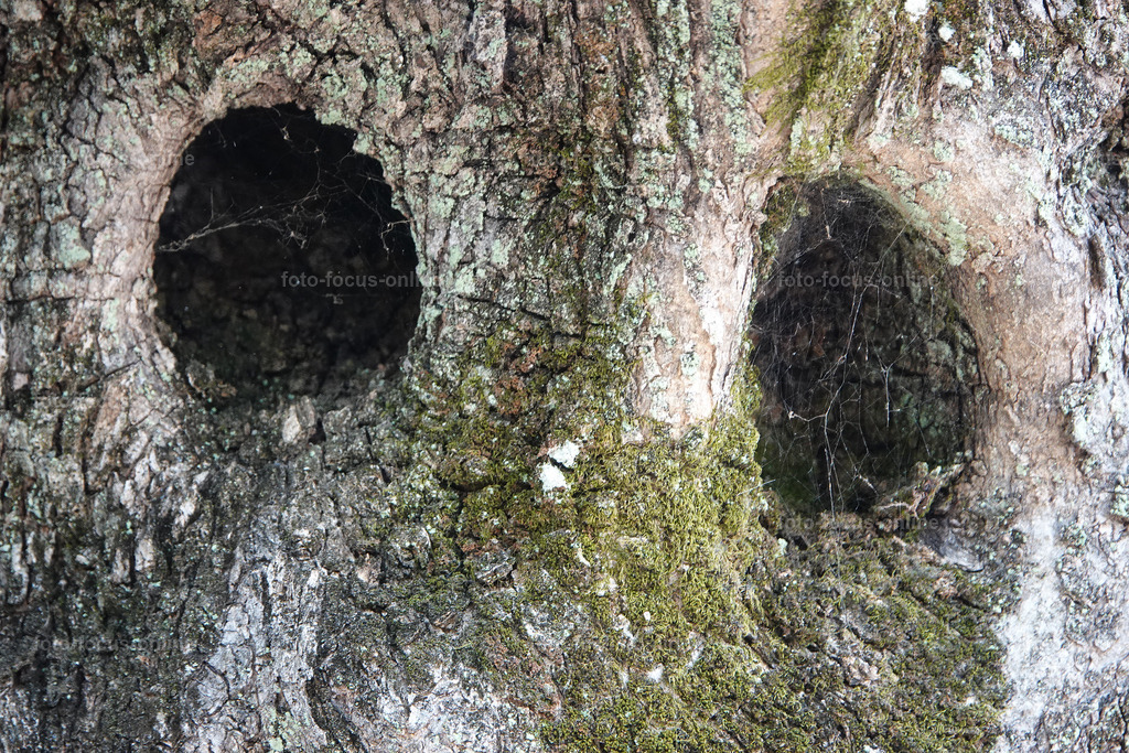 Stories of the Ancient Olive Trees | Ancient Olive Trees