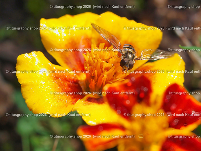 titusgraphy-PA221822-ln | titusgraphy-shop: Geschenkideen mit Qualitätsfotos. titusgraphy-shop: gift ideas with quality photos. titusgraphy-shop: idées cadeaux avec photos de qualité.  - Realisiert mit Pictrs.com