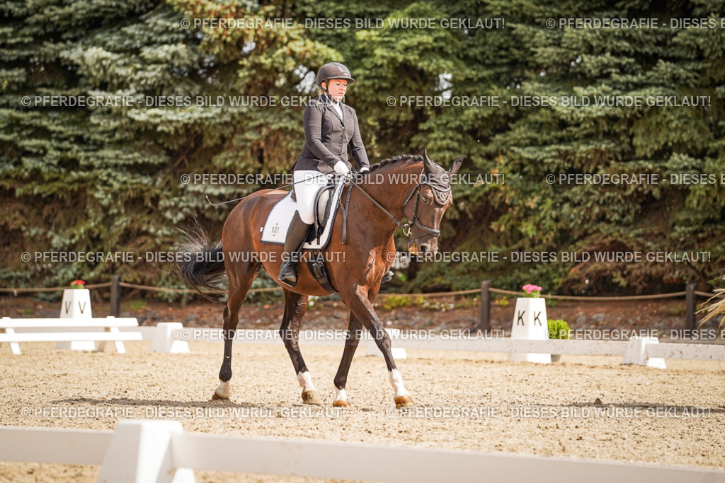 DSC01506 | Pferdegrafie