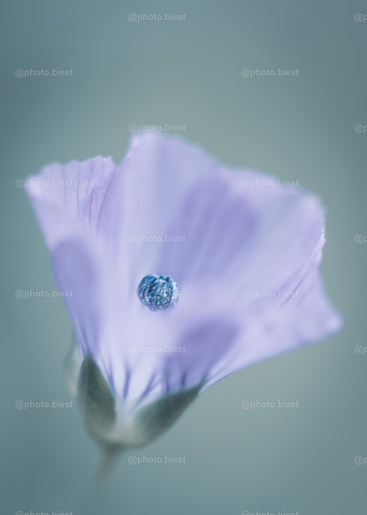 Fein Lein | Eine Leinpflanzenblüte im eisigen Look. - Realisiert mit Pictrs.com