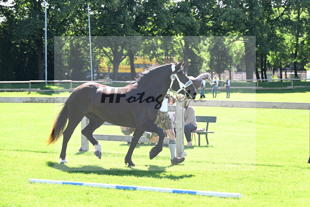 Kat-Nr. 19 Finni v. Santiago_Ressler_22240322 | hf-fotografie - Realizzato con Pictrs.com