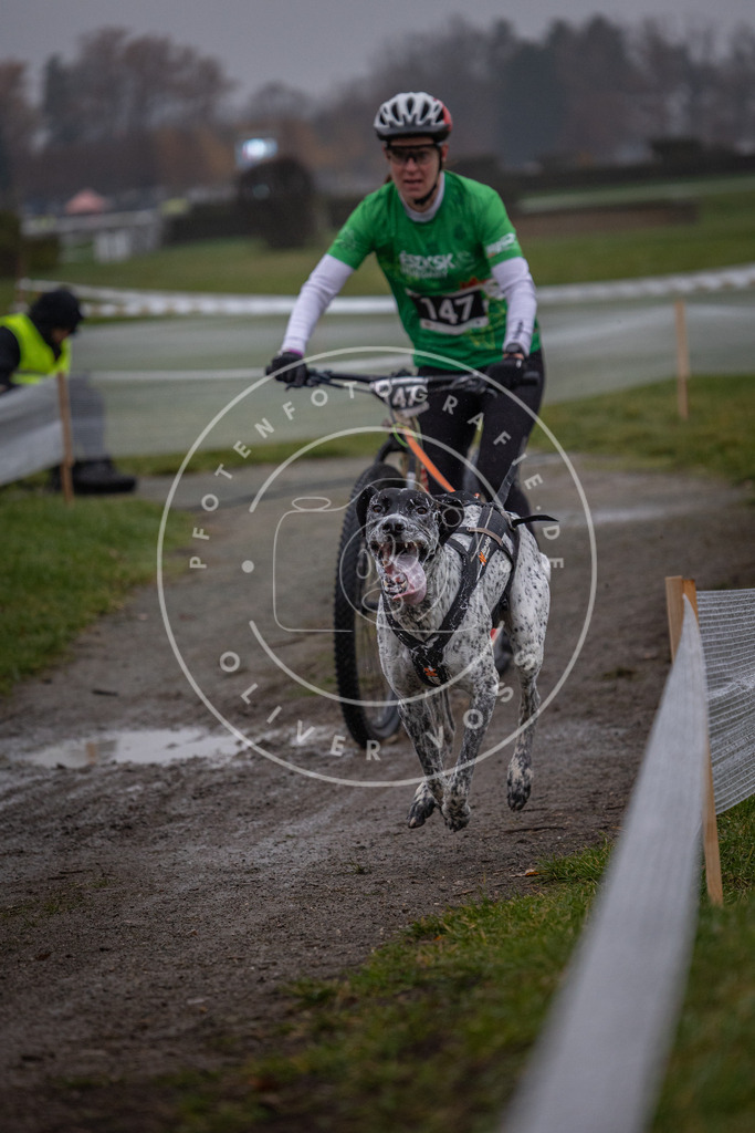 CaniXpix_0L8A0525 | Hundefotografie, Tierfotograf, Pfotenfotografie, Fotoshooting Hund, Hunde Portrait, Hundesport, Hundeportraits, Heideshooting, Hunde, Sportfotograf, Hundefotograf, Turnierhundsport, THS,  - Realisiert mit Pictrs.com