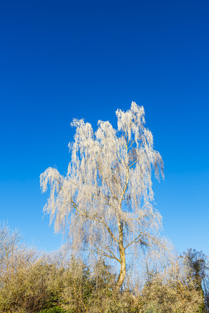 Baum mit Raureif im Winter in Rostock | Baum mit Raureif im Winter in Rostock.