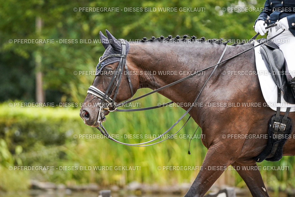 DSC07478 | Pferdegrafie