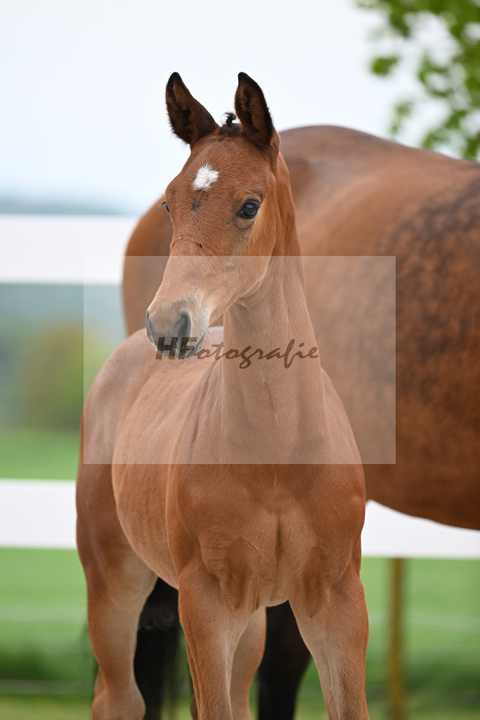 Kat-Nr. 22 HF Quansas des Ivernons x Casaltino_Link_23260957 | hf-fotografie - Realisiert mit Pictrs.com