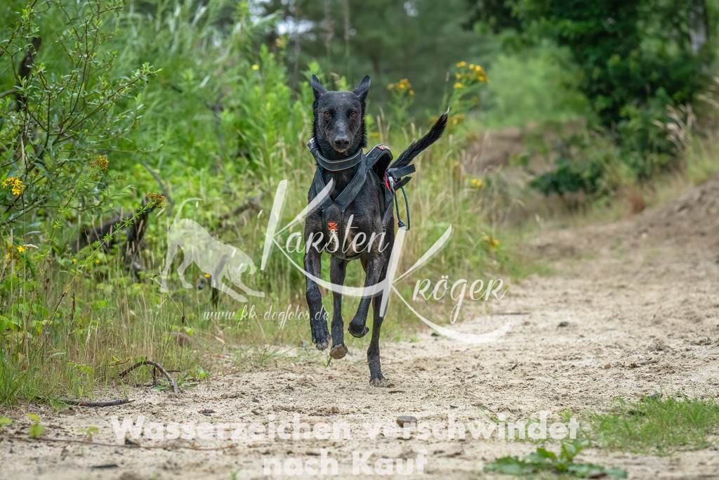 1216_ZZ91813-Bearbeitet | kk-dogfotos