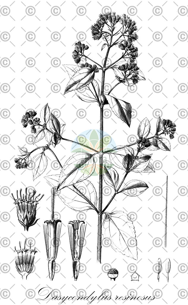 HistAbb_wfo-0000765038_1_ENZY_Simple | Historische Abbildung von Dasycondylus resinosus - Asteraceae | Historical Illustration of Dasycondylus resinosus - Asteraceae