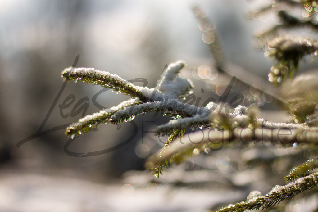 Winter 2 | Schneebedeckter Tannenzweig - Realisiert mit Pictrs.com