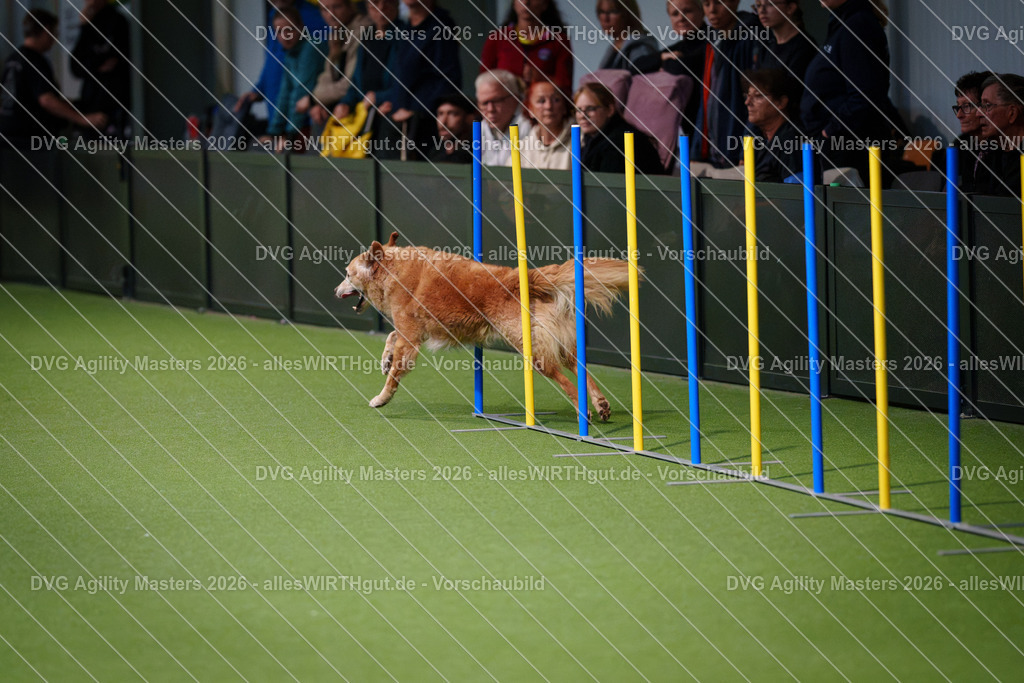 allesWIRTHgut_Tierfotografie-DVG_Agility_Masters_2026-08_11-7R509729 | Professionelle Tierfotografie in Mönchengladbach von Daniel Wirth (allesWIRTHgut). Liebevolle & natürliche Bilder von Hunden & Katzen für unvergessliche Erinnerungen.