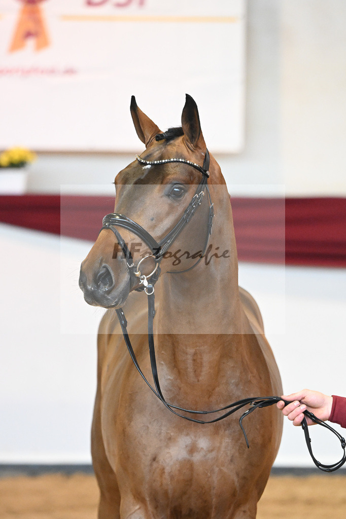 Kat-Nr. 3 v. Baron_Brors_66221573 | hf-fotografie - Realisiert mit Pictrs.com
