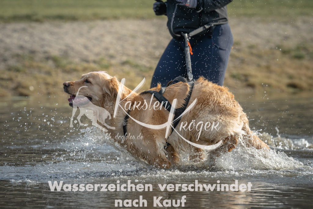 1022_ZZ97132 | kk-dogfotos