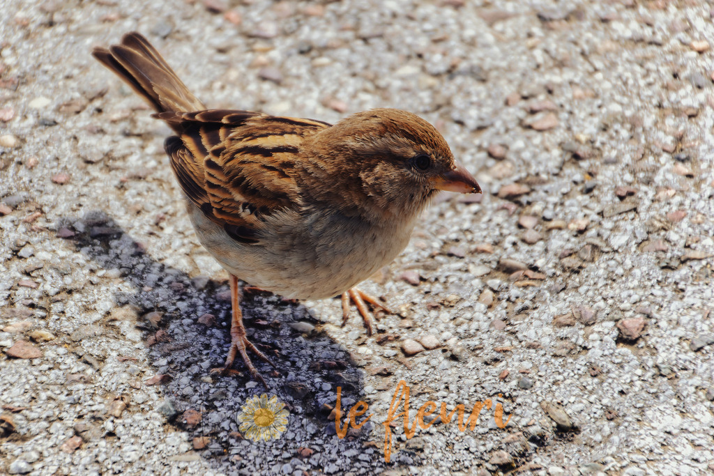 DSC_0073-NEF_DxO_DeepPRIME (1) | Dies ist der Shop von Florian Blum - le fleuri. Langenthal, Bern, SchweizSie können hier meine oder ihre eigenen Fotos als Fotoprodukte kaufen. Tassen, Schlüsselanhänger, Taschen etc. können Sie hier gestalten.  - Realisiert mit Pictrs.com