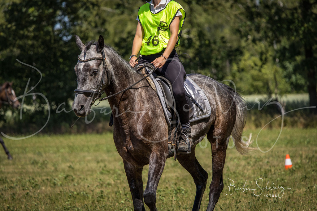 CJP_2026-06-26_76 | Stimmungsvolle Fotografie von Pferden, fotografische Begleitung von Veranstaltungen, Golfturnieren und Distanzritten - Realisiert mit Pictrs.com