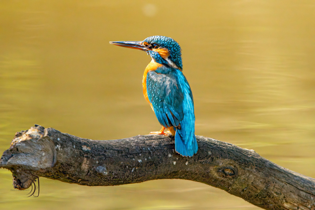 Eisvogel | Holzisphotography, Landschaftsfotografie, Wildlifefotogorafie - Realisiert mit Pictrs.com