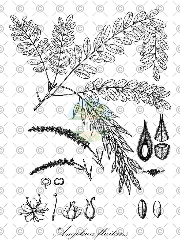 HistAbb_wfo-0000536542_476_ENZY_Simple | Historische Abbildung von Angolaea fluitans - Podostemaceae | Historical Illustration of Angolaea fluitans - Podostemaceae