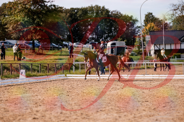 2026_10_03_Siefer-Hof_132718_Z81_81540295 | Professionelle Reitsport-, Turnier- und Eventfotografie von Robert Broda. Galerien mit ausgewählten und bearbeiteten Bildern direkt online ansehen und bestellen.